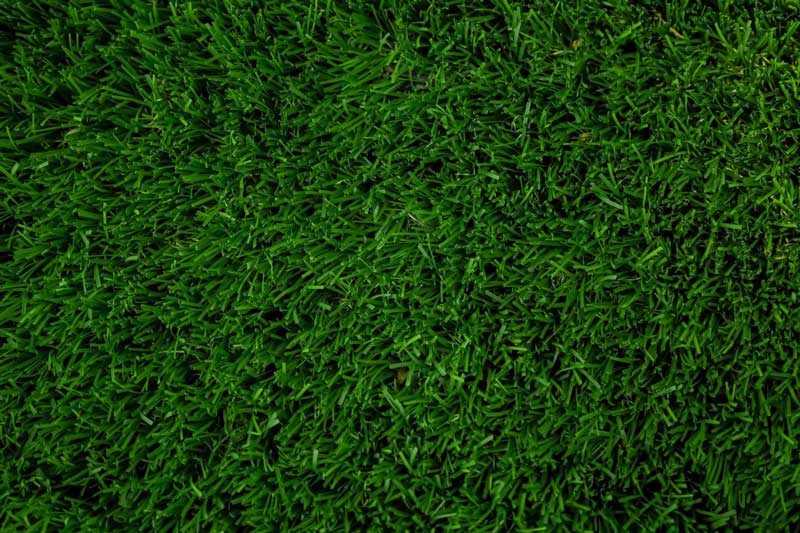 dark green grass