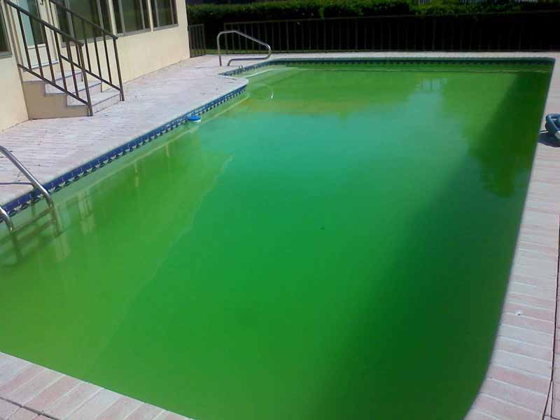 Pool with bright green algae‑filled water.