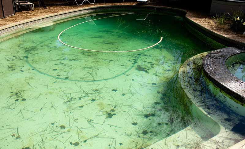 Swimming pool with green water and debris